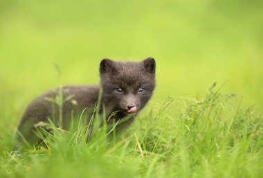 Close up of a cute little Arctic fox cub sitting in the grass, summer in Iceland. clipart