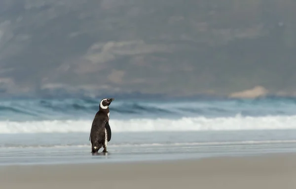 Pingouin Magellan Marchant Sur Une Rive Océan Atlantique Été Dans — Photo