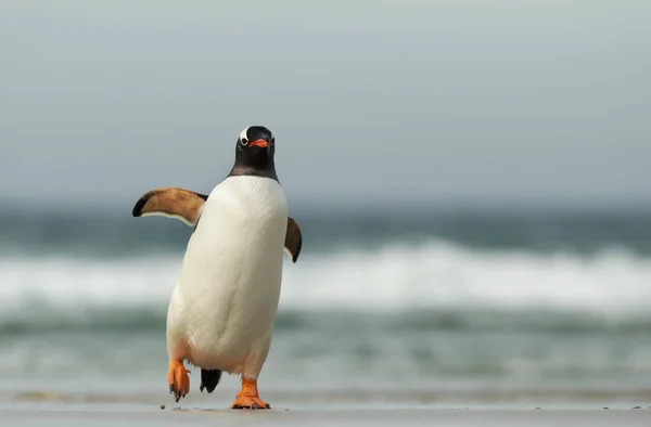 Nahaufnahme Eines Aus Dem Meer Kommenden Gentoo Pinguins Einem Sandstrand — Stockfoto