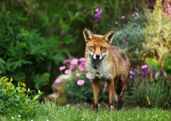 英国の庭の花で 夏の赤狐立って — ストック写真