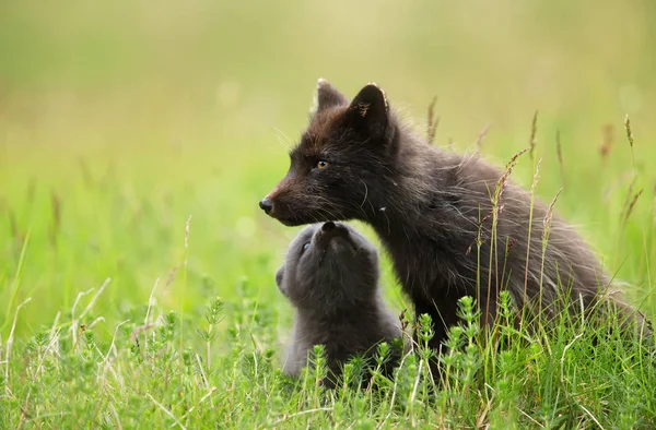 Szczegół Kobiece Arctic Fox Cute Little Cub Siedząc Trawie Lato — Zdjęcie stockowe