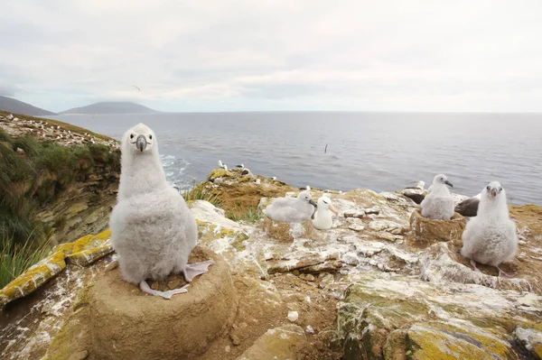 Nahaufnahme Eines Jungen Schwarzbrauen Albatrosskükchens Das Seinem Schlammbechernest Auf Einem — Stockfoto
