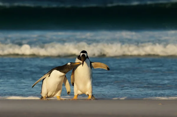 Ein Pinguin Küken Das Seinem Elternteil Hinterherjagt Und Nahrung Bittet — Stockfoto