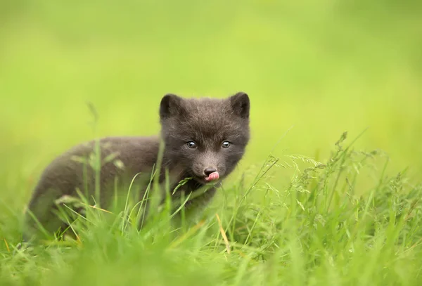 Nahaufnahme Eines Niedlichen Kleinen Arktischen Fuchsjungen Der Gras Sitzt Sommer — Stockfoto