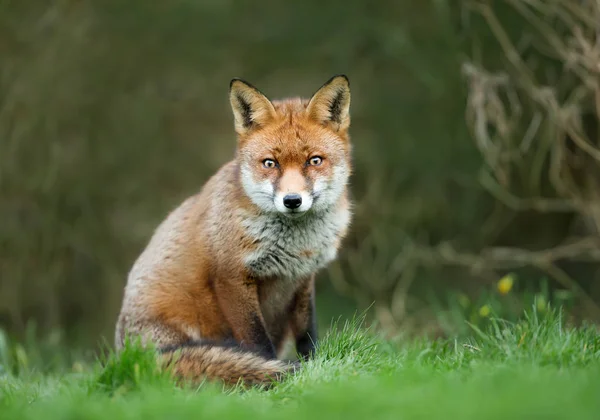 Zbliżenie Ładny Red Fox Siedząc Trawie — Zdjęcie stockowe