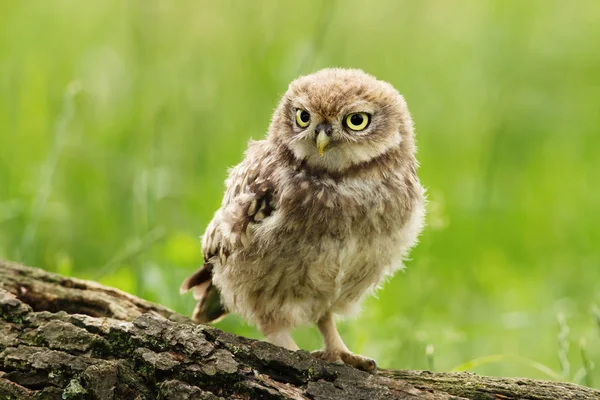 Nahaufnahme Einer Jungen Eule Die Auf Einem Baumstamm Vor Grünem — Stockfoto