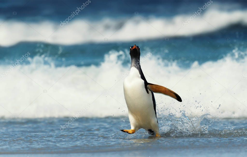 Gentoo penguin walking on a beach by a stormy Atlantic ocean. Falkland Islands.