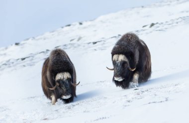 Close up of Musk oxen coming down the hill through the snow, Norway. 