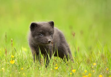 Bir şirin Arctic tilki Vulpes lagopus yavrusu çayırda, İzlanda'daki yaz yakın çekim.