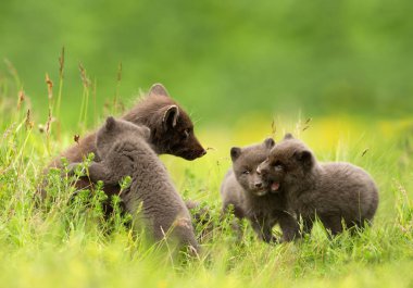 Adult Arctic fox Vulpes lagopus with 3 little playful cubs in the meadow, Iceland.  clipart