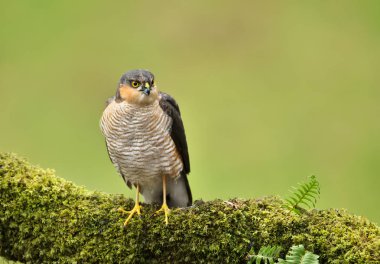 Yetişkin Avrasya ahşap bir yazı üzerine, İskoçya, İngiltere'de tıraşlama atmaca (Accipiter nisus), yakın çekim.
