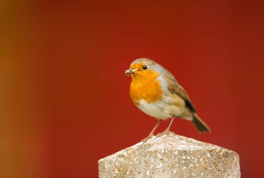 Avrupa kırmızı arka plan, İngiltere'ye karşı bir çit yayında tıraşlama Robin (Erithacus rubecula), yakın çekim.