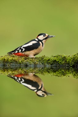 Kapatmak yukarıya-in büyük benekli ağaçkakan ve onun yansıması bir havuz, İngiltere.