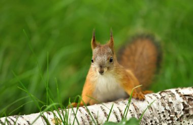 Bir huş günlük çim merak kırmızı sincap (Sciurus Vulgaris) yakından.