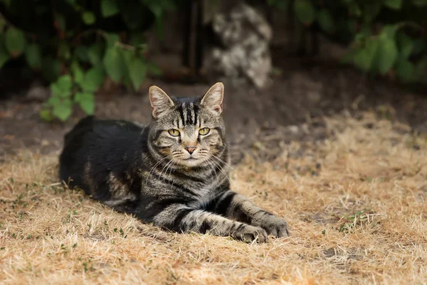 Close Tabby Cat Lying Dry Grass Back Yard — Stock Photo, Image