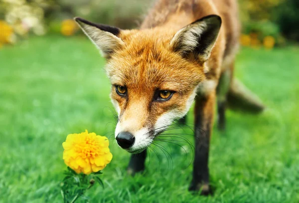 Red Fox Pachnący Kwiat Nagietka Letnim Ogrodzie — Zdjęcie stockowe