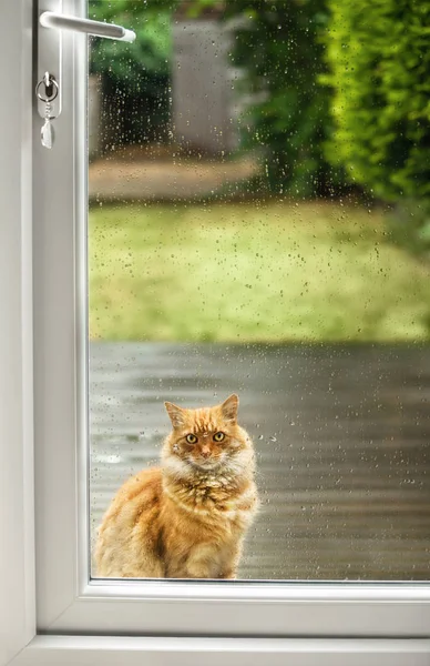 Кошка Ожидания Дверь Черный День Великобритания — стоковое фото