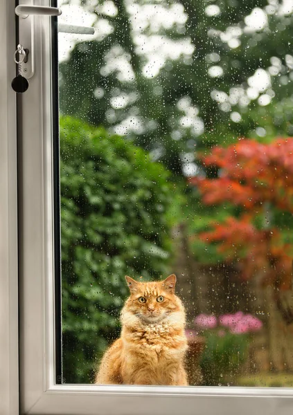 Закрыть Кота Который Томительно Ждет Двери Дождливый День Великобритания — стоковое фото