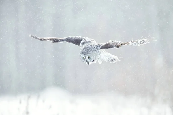 Zár Megjelöl Ból Szakállas Bagoly Lapland Owl Repülés Télen Finnország — Stock Fotó