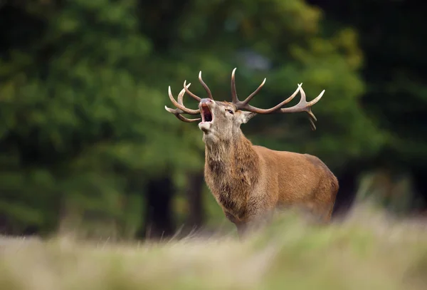 Red Deer Pánský Řevem Během Říje Podzim Anglie Velká Británie — Stock fotografie