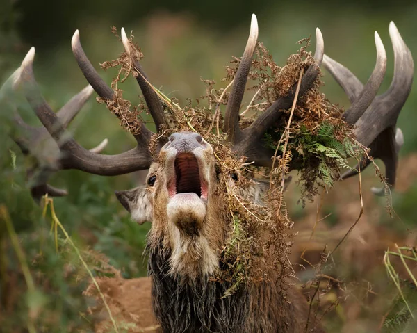 Gros Plan Cerf Roux Hurlant Avec Des Fougères Drapées Autour — Photo