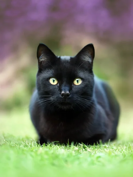 Close Black Cat Lying Grass Garden Purple Flowers — Stock Photo, Image