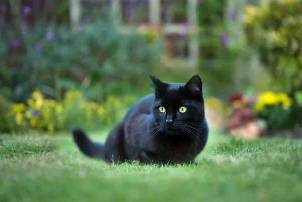 Nahaufnahme Einer Schwarzen Katze Auf Dem Gras Hinterhof Großbritannien — Stockfoto