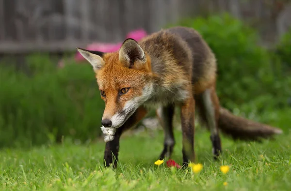 Close Red Fox Carrying Bird Feather Garden Summer — Stock Photo, Image