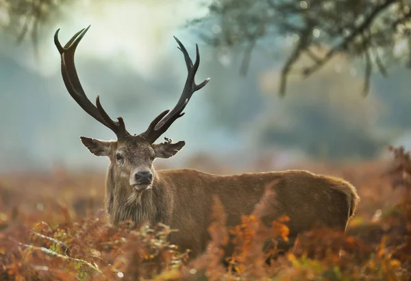 Primo Piano Cervo Rosso Con Orecchio Ferito Durante Stagione Degli — Foto Stock