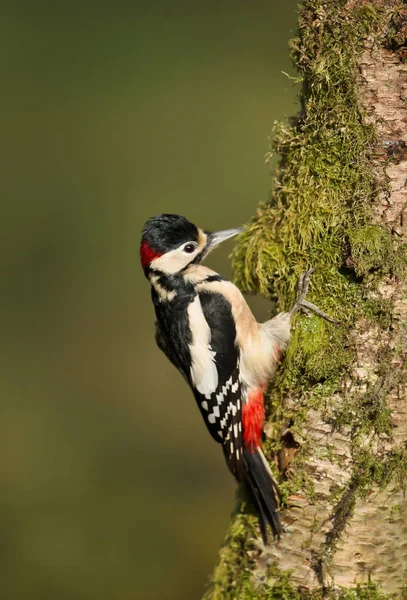 Great Spotted Woodpecker Dendrocopos Major Pecking Mossy Birch Tree — Stock Photo, Image