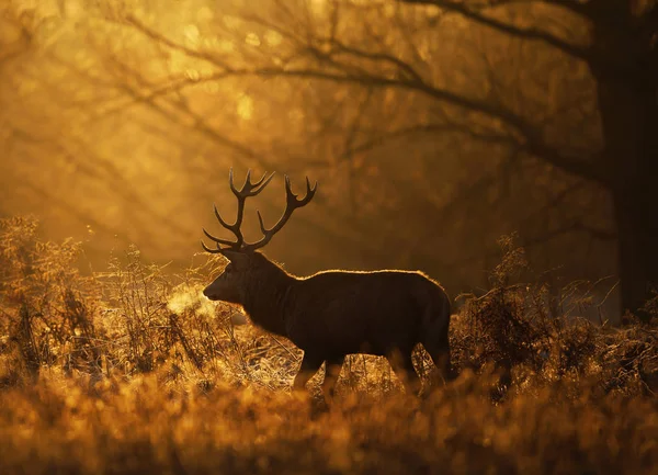 Silhueta Veado Vermelho Cervus Elaphus Com Respiração Fosca Contra Sol — Fotografia de Stock