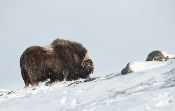 Nahaufnahme Eines Männlichen Moschusochsen Schnee Den Bergen Von Taubenrefjell Norwegen — Stockfoto