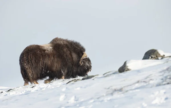 Крупним Планом Чоловічого Мускус Бика Стоячи Снігу Горах Dovrefjell Норвегія — стокове фото