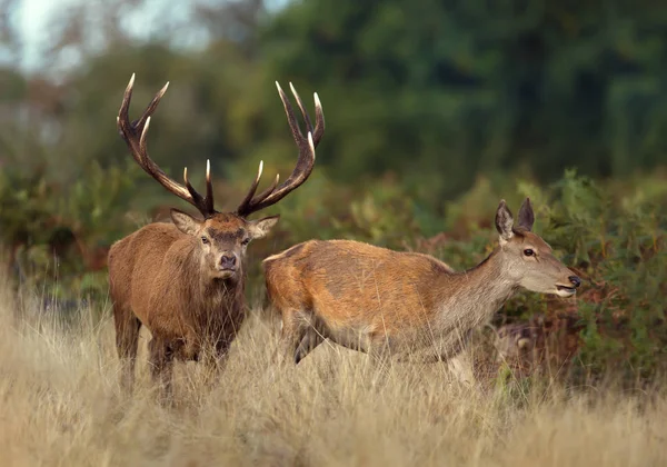 Kızıl geyik bir azgın sezonunda hind, sonbahar sonra İngiltere'de takip bekarlığa.