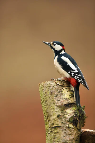 Close Great Spotted Woodpecker Dendrocopos Major Appollaiato Tronco Betulla — Foto Stock