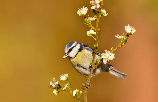 英国の桜の小枝枝に止まった青シジュウカラ — ストック写真