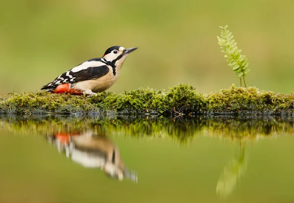 Zavřít Velké Strakaté Datel Jeho Reflexe Rybníka Velká Británie — Stock fotografie