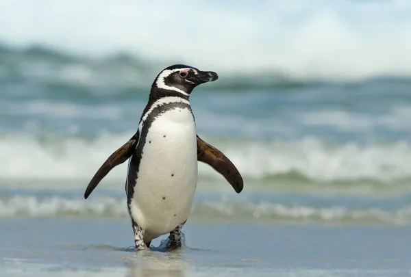 Macellan pengueni karaya güneşli bir günde, Falkland Adaları geliyor. Kıyı yaban hayatı.