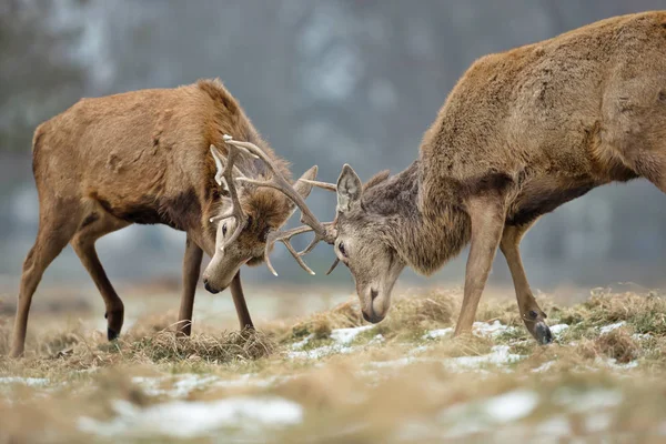 Bliska Jeleni Walki Sezonie Rutting — Zdjęcie stockowe