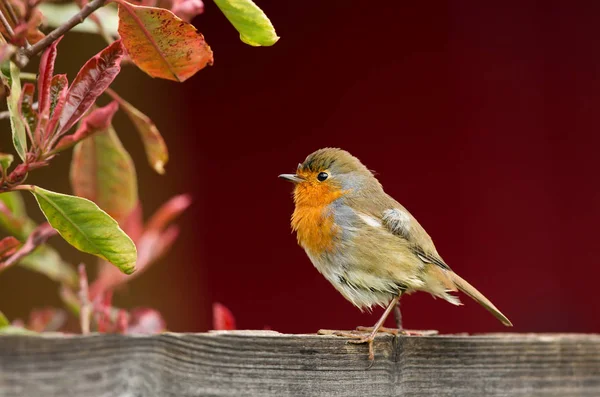 Närbild Rödhake Erithacus Rubecula Sittande Trädgård Staket Mot Röd Bakgrund — Stockfoto