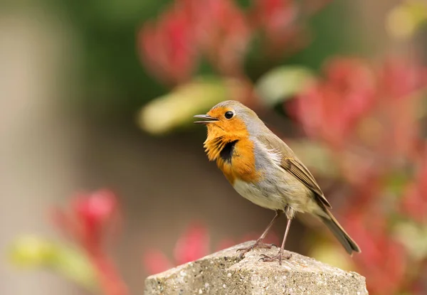 Close European Robin Poleiro Poste Madeira Jardim Contra Fundo Colorido — Fotografia de Stock