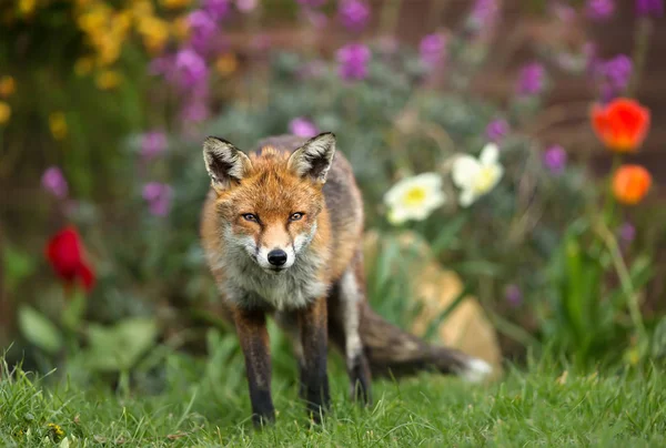 Red Fox Stående Trädgården Med Blommor Våren Storbritannien — Stockfoto