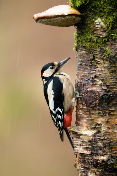 Большой пятнистый древолаз (Dendrocopos major), скрывающийся в дождливый день, Великобритания
.