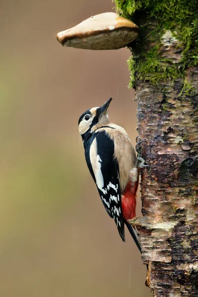 Great Spotted Woodpecker Dendrocopos Major Hiding Rainy Day — Stock Photo, Image