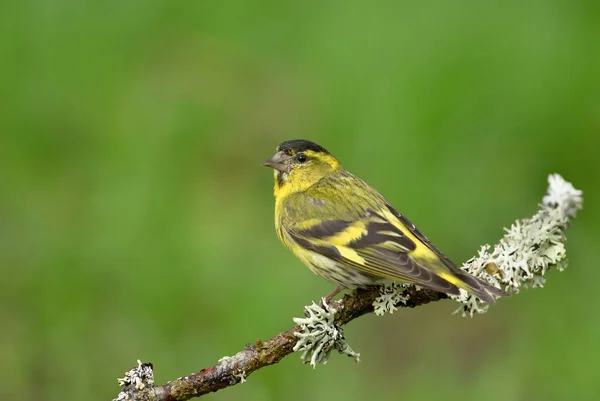 Primer Plano Piel Siskin Euroasiática Posada Sobre Una Rama Sobre —  Fotos de Stock