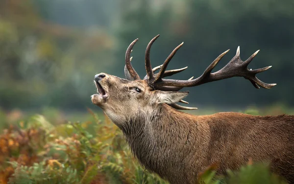Nahaufnahme Eines Hirsches Der Während Der Brunftzeit Herbst Brüllt — Stockfoto