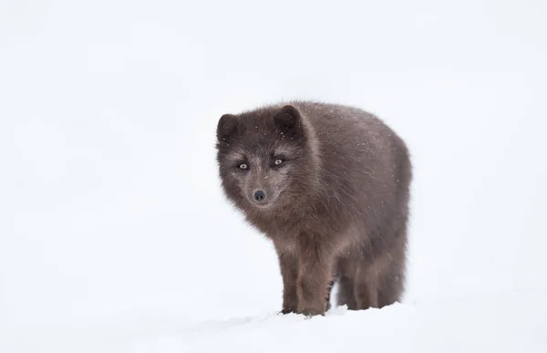 Nahaufnahme Eines Blaumorphen Männlichen Polarfuchses Winter Island — Stockfoto