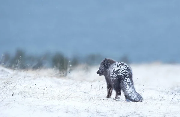 Raposa Ártica Neve Queda Inverno Islândia — Fotografia de Stock