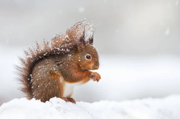 Leuke Rode Eekhoorn Zittend Sneeuw Bedekt Met Sneeuwvlokken Winter Engeland — Stockfoto