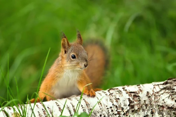 Bir huş günlük çim merak kırmızı sincap (Sciurus Vulgaris) yakından.